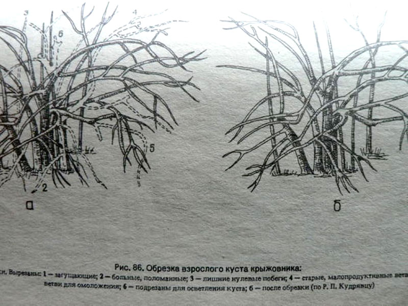 Как обрезать крыжовник весной для начинающих схемы