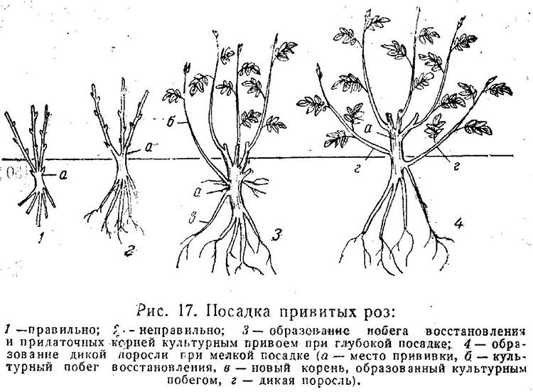 Схема подкормки роз весной