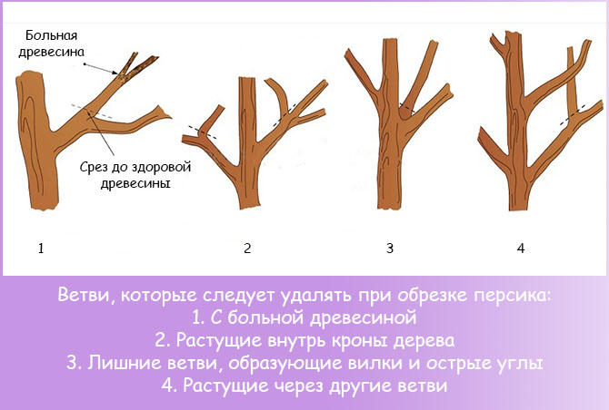 Как посадить персик осенью пошаговое руководство