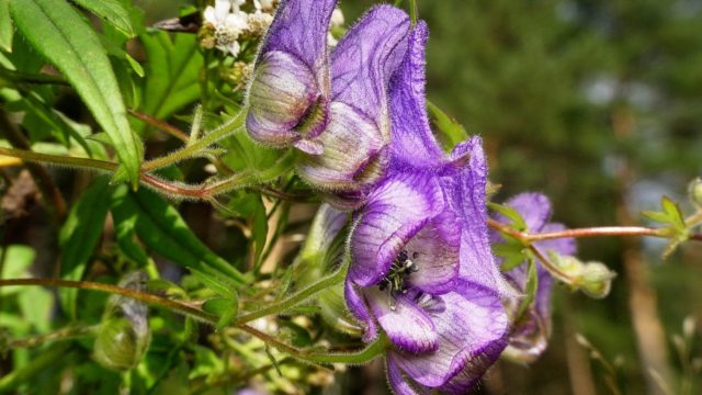 Борец (аконит) - для выращивания и ухода за многолетним цветком, чем пригодится