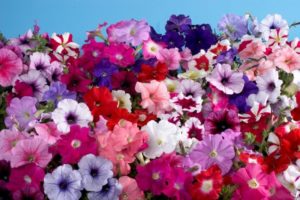 Однолетние цветы для клумбы с фото и названиями