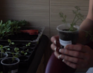 Эшшольция: выращивание из семян