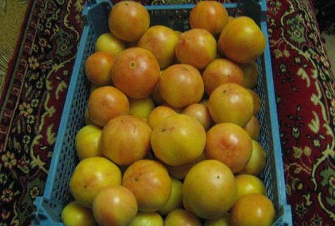 Характеристика и описание сорта томатов Long Keeper, его урожайность