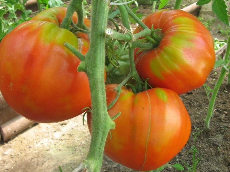 Характеристика и описание сорта томатов с сахарной мякотью