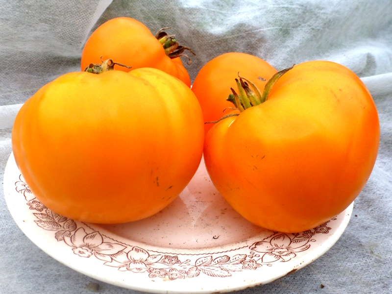 Характеристика и описание сорта томатов German Strawberry Orange, его урожайность