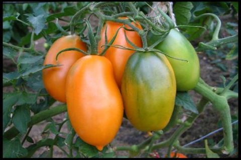 Характеристика и описание сорта томатов Роза Стелла, его урожайность