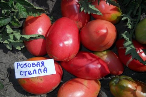 Характеристика и описание сорта томатов Роза Стелла, его урожайность