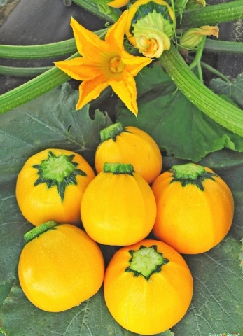 Апельсиновые кабачки: описание