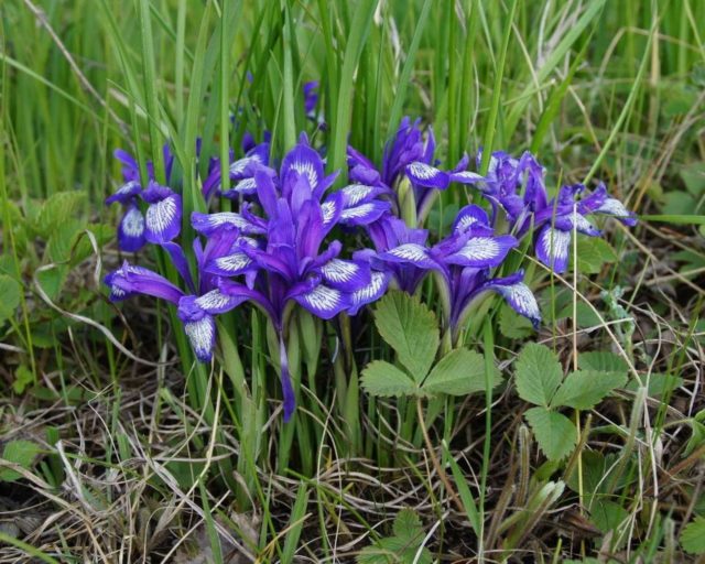 Как называются цветы, похожие на ирис (iris)