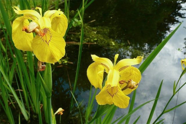 Как называются цветы, похожие на ирис (iris)