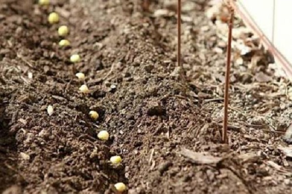 Как выращивать горох и ухаживать за ним с помощью современных технологий