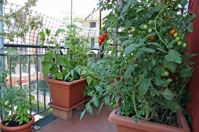 Как выращивать помидоры на балконе