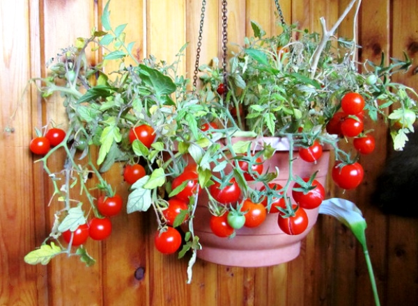 Как выращивать помидоры на балконе