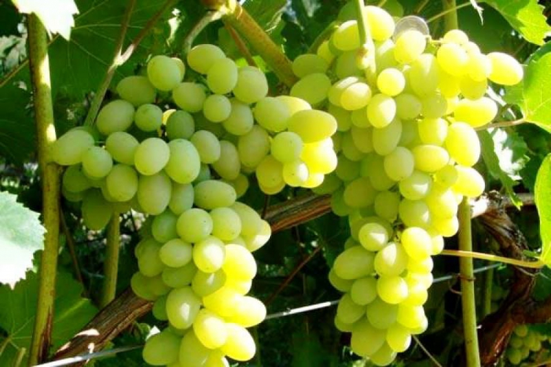 Как вырастить виноград в Ленинградской области в теплице и в открытом грунте, посадка и уход