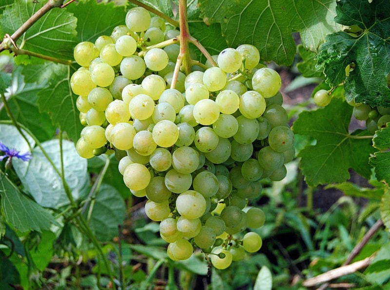 Как вырастить виноград в Ленинградской области в теплице и в открытом грунте, посадка и уход