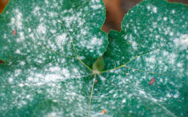 Ligularia veitchiana (Бузульник Вича): описание, фото