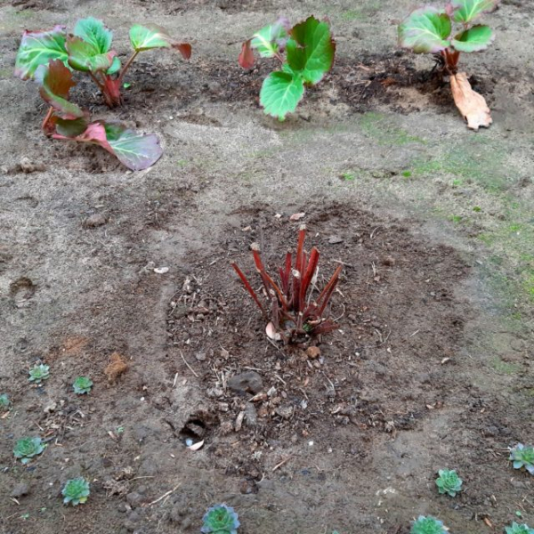 Лигулярия (бузульник): посадка и уход в открытом грунте, фото в саду