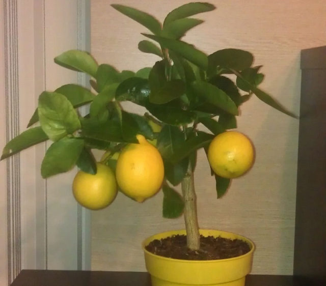 Лимонная пандероза: уход в домашних условиях