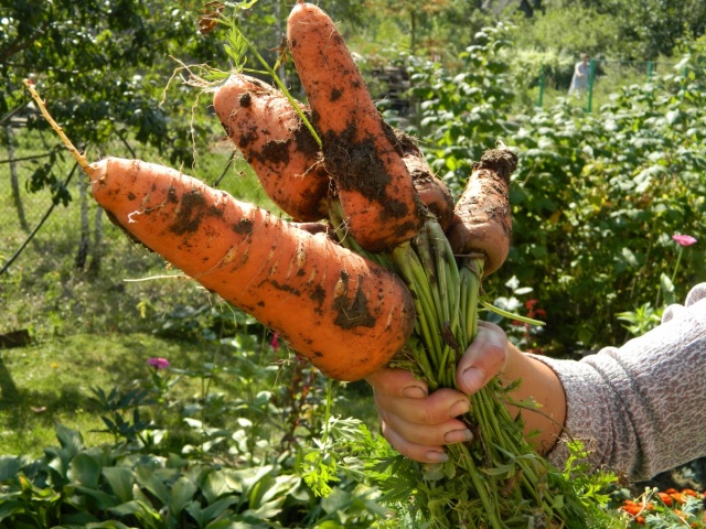 Лучший корм для моркови при посадке