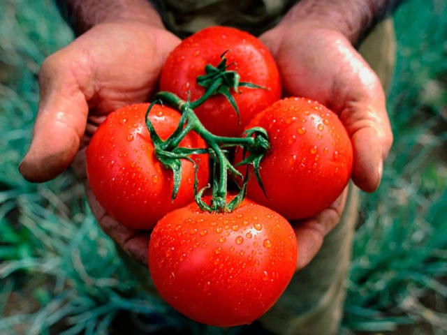 Медная проволока для томатов ложной мучнистой росы