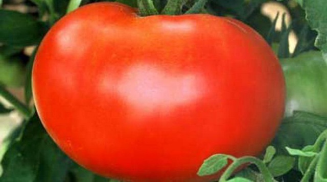 Низкорослые помидоры, не требующие прищипки