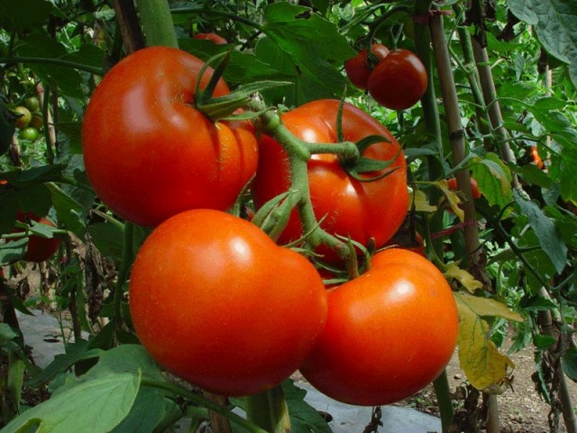 Низкорослые помидоры, не требующие прищипки