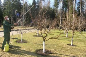 Обработка плодовых деревьев медным купоросом весной