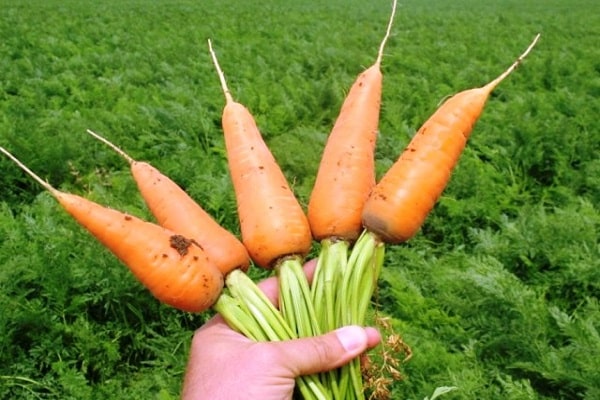 Обзор раннеспелых сортов моркови: Курода, Шантане, Кордова и другие