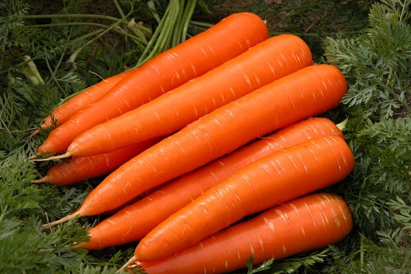 Обзор раннеспелых сортов моркови: Курода, Шантане, Кордова и другие