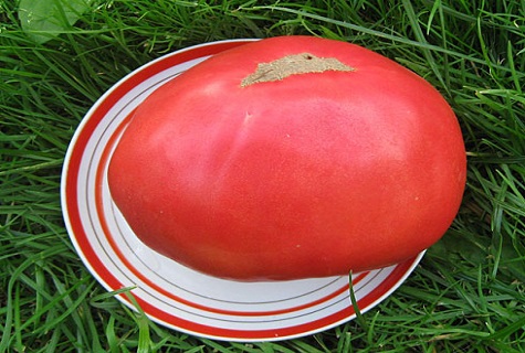 Описание и характеристика сорта томатов российского размера
