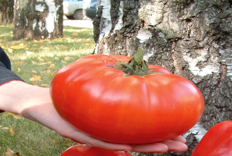 Описание и характеристика сорта томатов российского размера