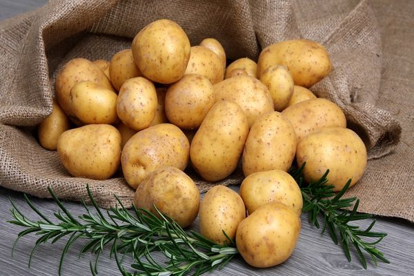 Описание сорта картофеля Гала, особенности выращивания и ухода