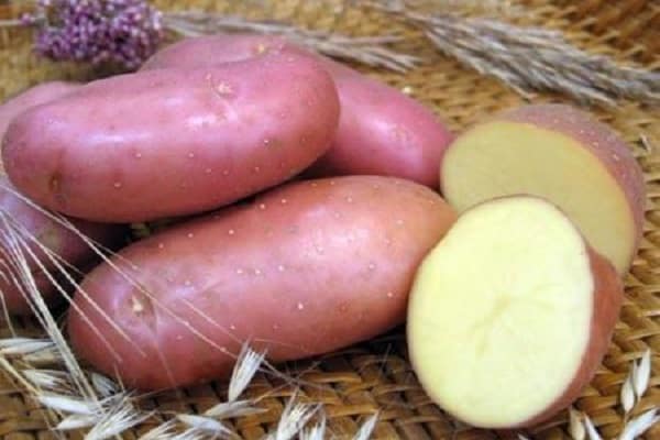 Описание сорта картофеля Хозяйка, особенности выращивания и урожайности