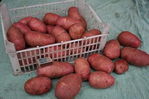 Описание сорта картофеля Хозяйка, особенности выращивания и урожайности