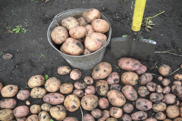 Описание сорта картофеля Лорх, особенности выращивания и ухода