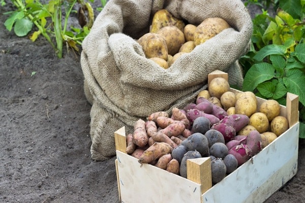 Описание сорта картофеля Лорх, особенности выращивания и ухода
