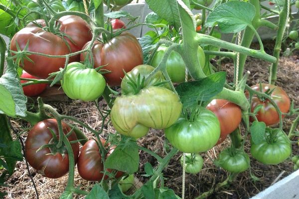 Описание сорта томатов черный Бизон и его характеристики
