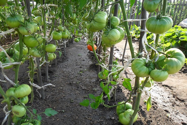 Описание сорта томатов Чудо-Алтай, особенности выращивания и ухода