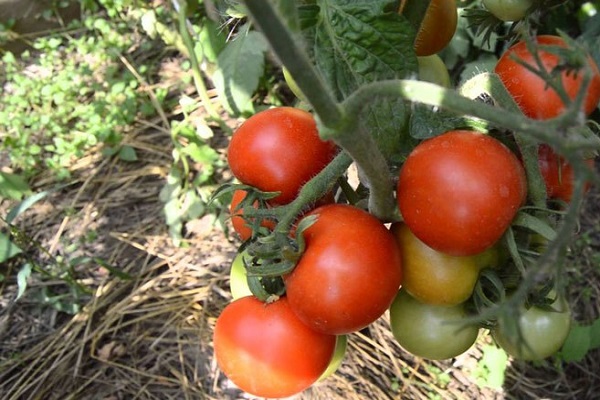 Описание сорта томата Эффект, его характеристики и урожайность