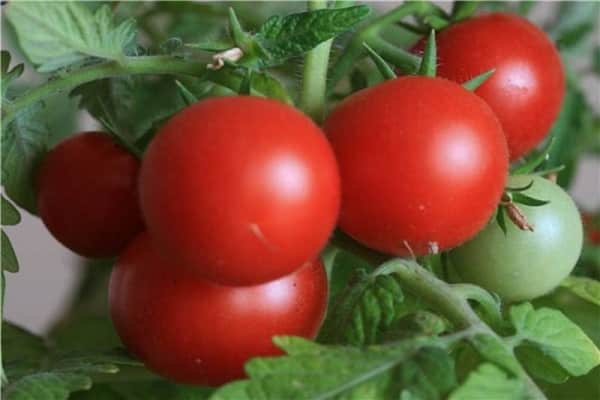 Описание сорта томата Эффект, его характеристики и урожайность