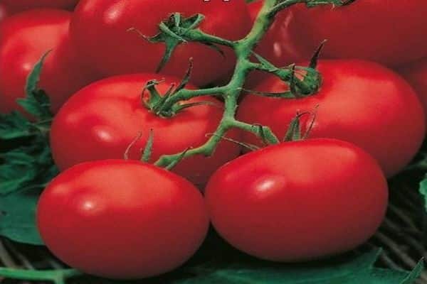 Описание сорта томатов Московские Звезда, особенности выращивания и урожайности