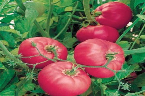 Описание сорта томатов Советский и его характеристики