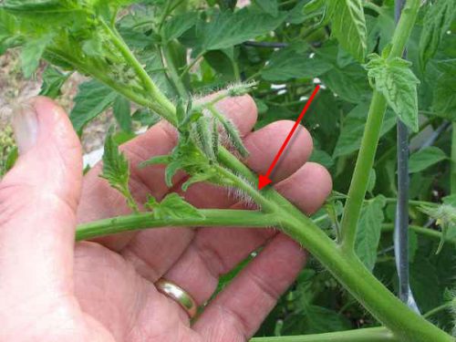Выращивание низкорослых томатов в открытом грунте