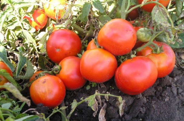 Выращивание низкорослых томатов в открытом грунте