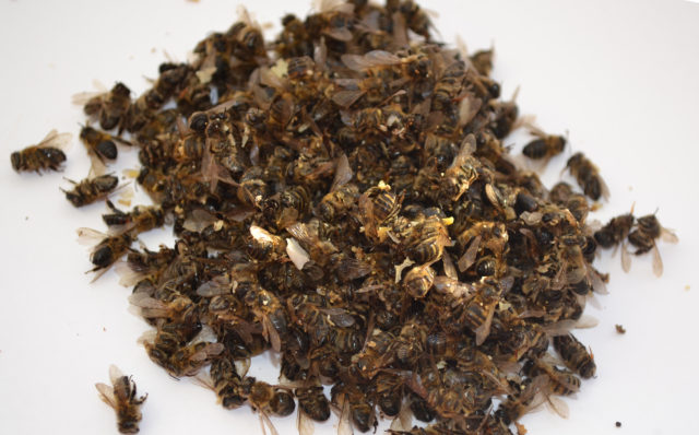 Пчелиный червь при простатите и аденоме простаты: лечение, рецепты настоек и отваров