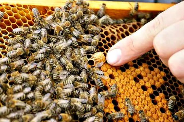 Пчелиный подмор: рецепты стыков, применение