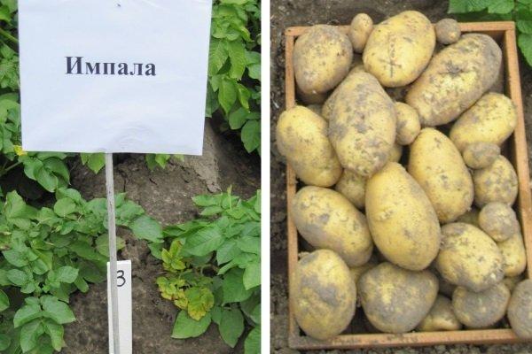 Список лучших сортов картофеля на 2021 год с учетом нескольких критериев