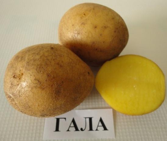 Список лучших сортов картофеля на 2021 год с учетом нескольких критериев
