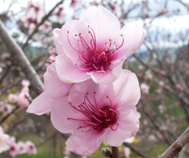 Персиковое дерево - как оно выглядит, цветет, где растет в России