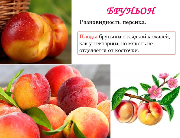 Персиковое дерево - как оно выглядит, цветет, где растет в России